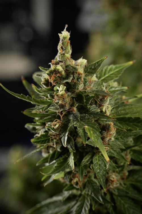GMO Cookies Served with extra curiosity. Week 14 - dense colas 