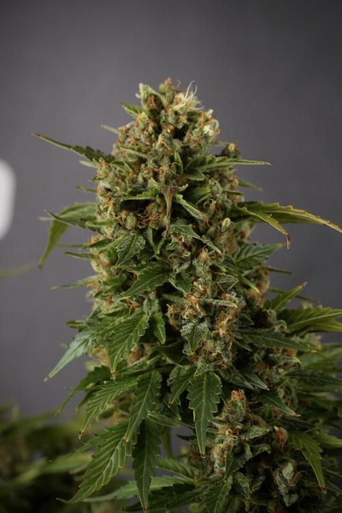 GMO Cookies Served with extra curiosity. Week 14 - dense colas 