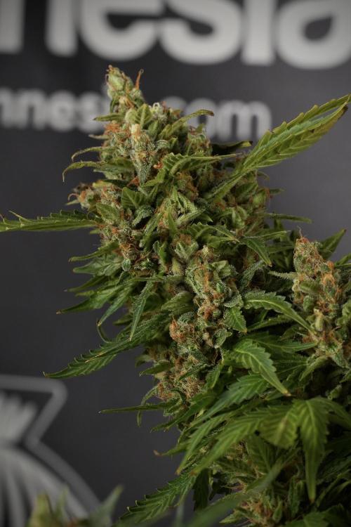 GMO Cookies Served with extra curiosity. Week 14 - dense colas 
