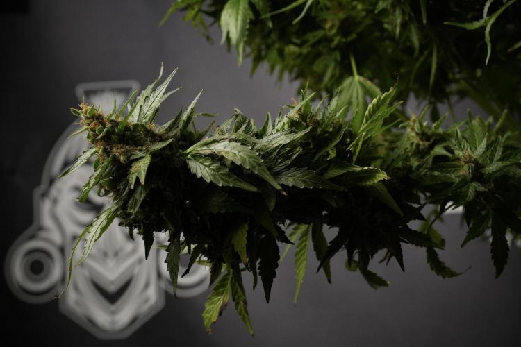 GMO Cookies Served with extra curiosity. Week 14 - dense colas 