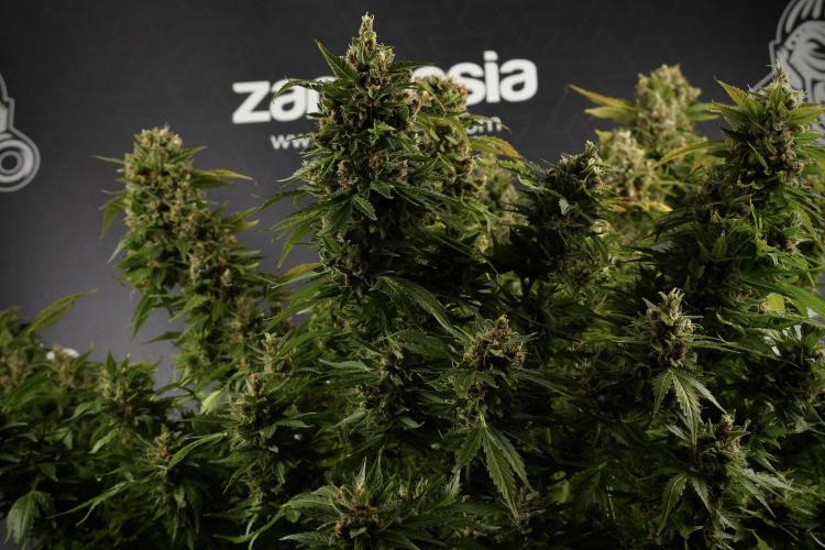 GMO Cookies Served with extra curiosity. Week 14 - dense colas 