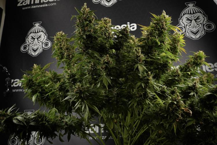 GMO Cookies Served with extra curiosity. Week 14 - dense colas 