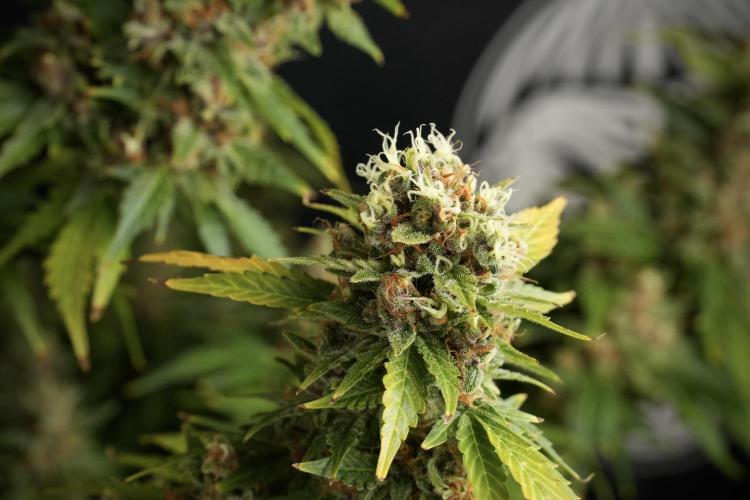 GMO Cookies Served with extra curiosity. Week 14 - dense colas 
