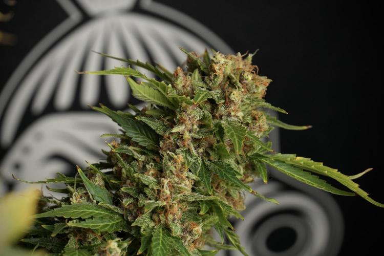 GMO Cookies Served with extra curiosity. Week 14 - dense colas 