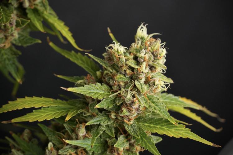 GMO Cookies Served with extra curiosity. Week 14 - dense colas 