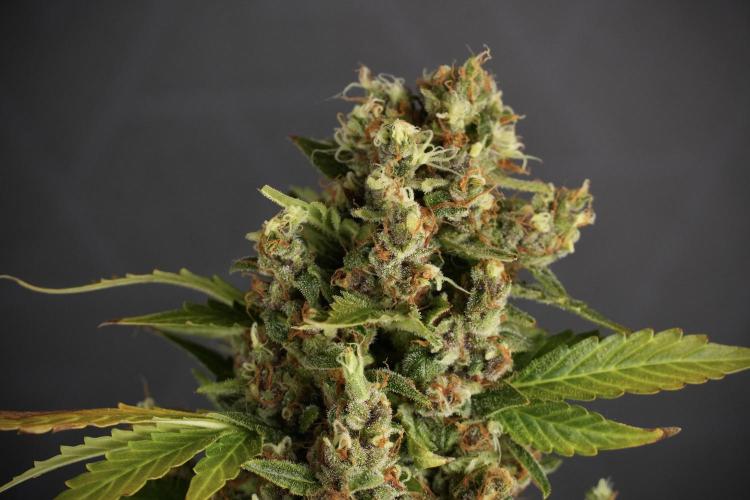GMO Cookies Served with extra curiosity. Week 14 - dense colas 