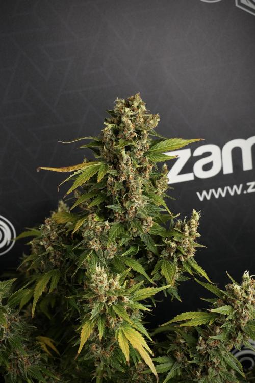GMO Cookies Served with extra curiosity. Week 14 - dense colas 