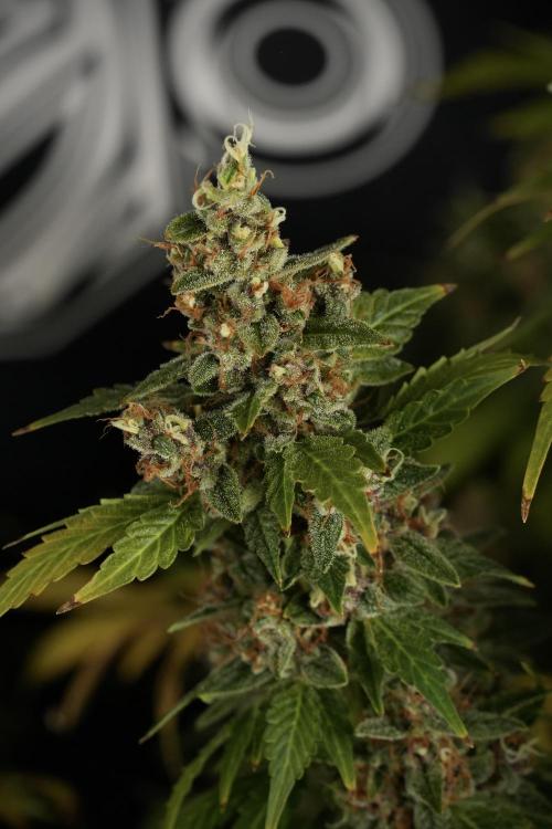 GMO Cookies Served with extra curiosity. Week 14 - dense colas 