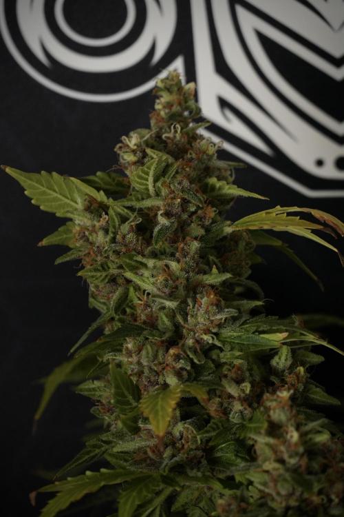 GMO Cookies Served with extra curiosity. Week 14 - dense colas 