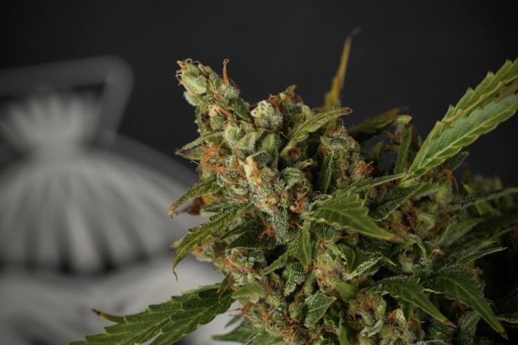GMO Cookies Served with extra curiosity. Week 14 - dense colas 