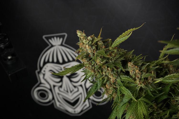 GMO Cookies Served with extra curiosity. Week 14 - dense colas 