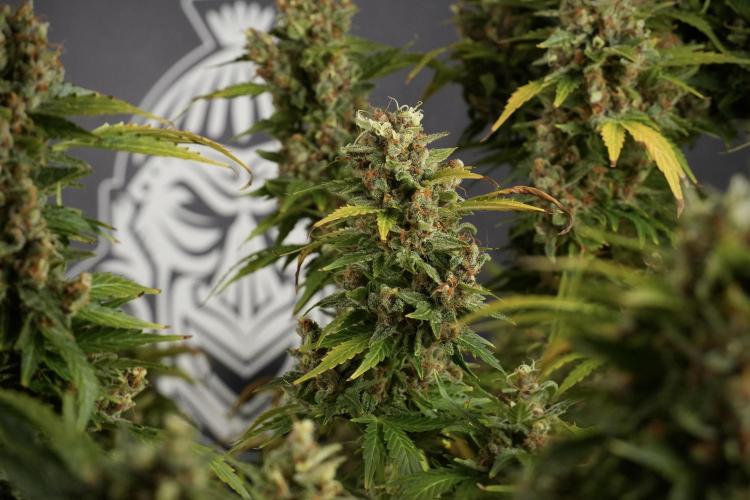 GMO Cookies Served with extra curiosity. Week 14 - dense colas 