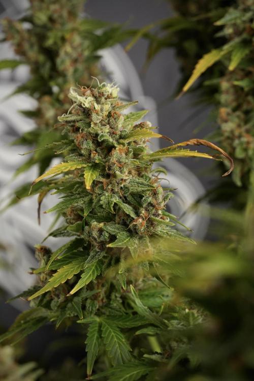 GMO Cookies Served with extra curiosity. Week 14 - dense colas 