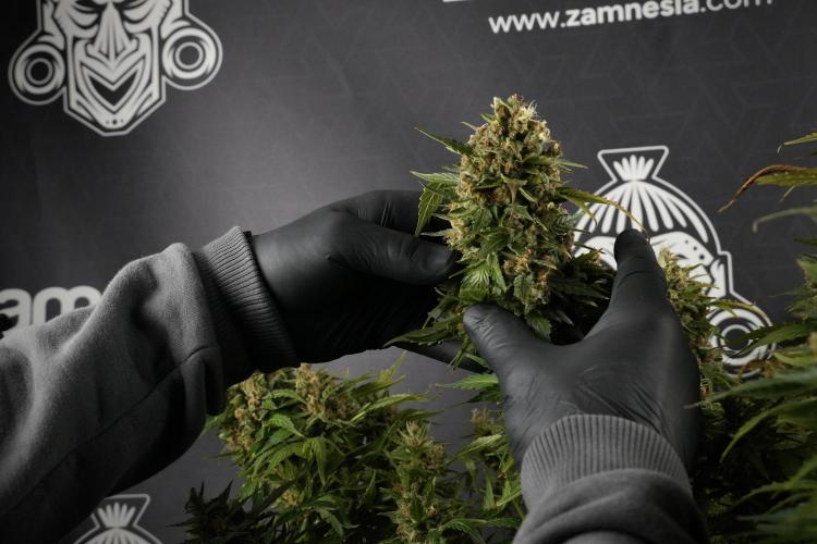 GMO Cookies Served with extra curiosity. Week 14 - dense colas 