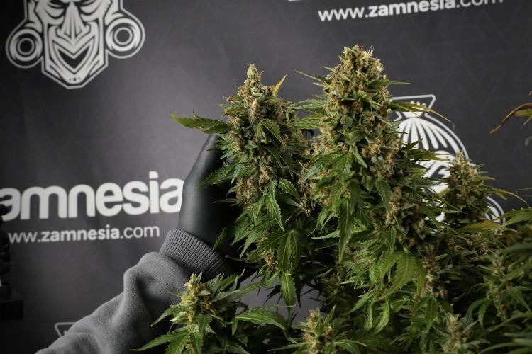 GMO Cookies Served with extra curiosity. Week 14 - dense colas 