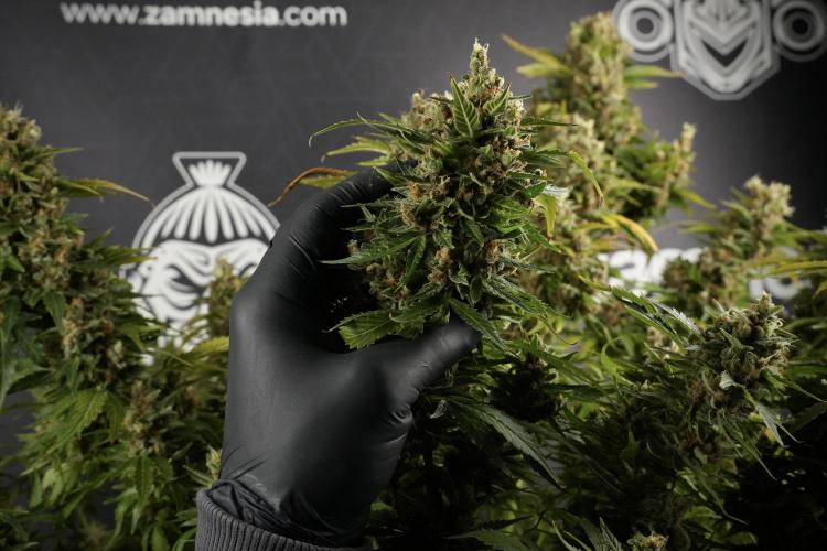 GMO Cookies Served with extra curiosity. Week 14 - dense colas 