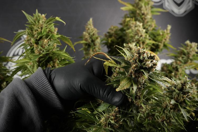 GMO Cookies Served with extra curiosity. Week 14 - dense colas 
