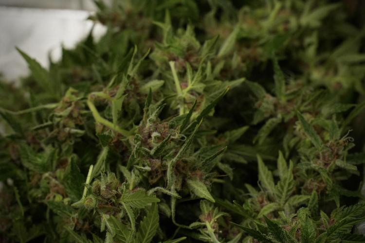 GMO Cookies Served with extra curiosity. Week 14 - Harvesting 