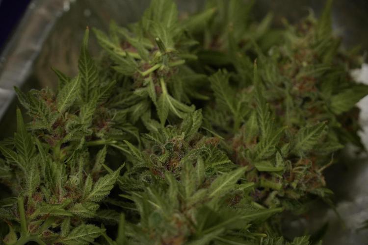 GMO Cookies Served with extra curiosity. Week 14 - Harvesting 