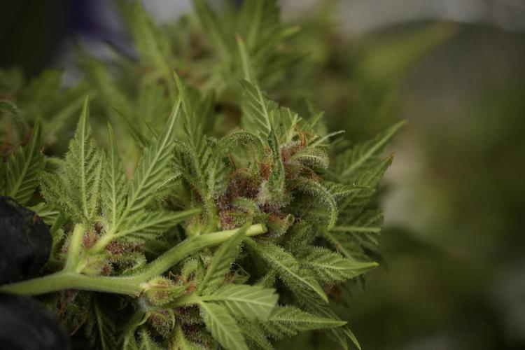 GMO Cookies Served with extra curiosity. Week 14 - Harvesting 