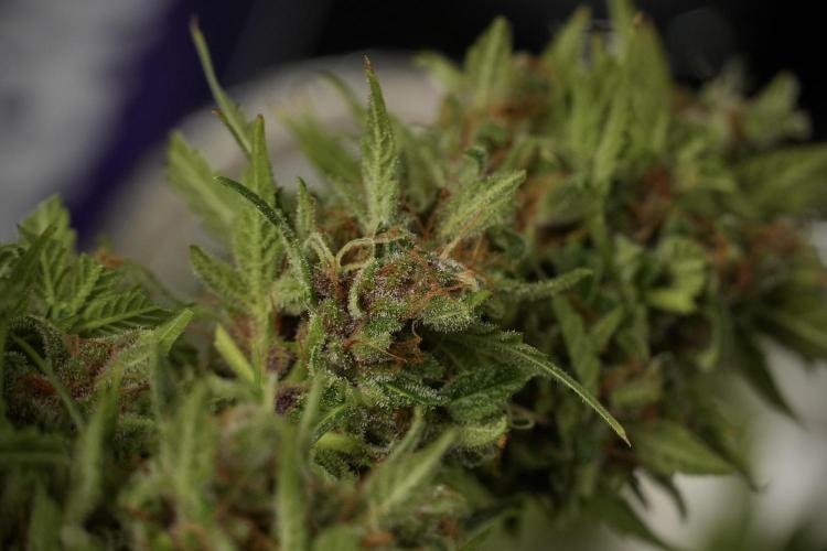 GMO Cookies Served with extra curiosity. Week 14 - Harvesting 