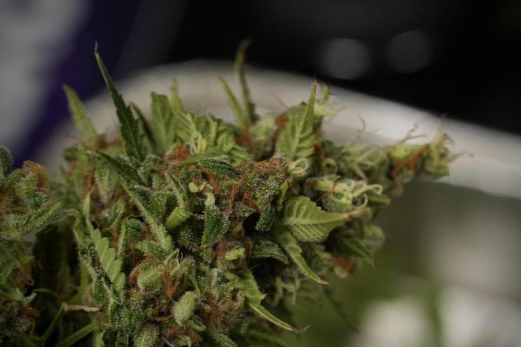 GMO Cookies Served with extra curiosity. Week 14 - Harvesting 