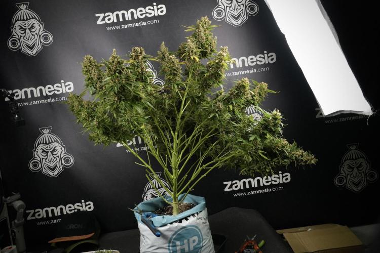 GMO Cookies Served with extra curiosity. Week 14 - Harvesting 