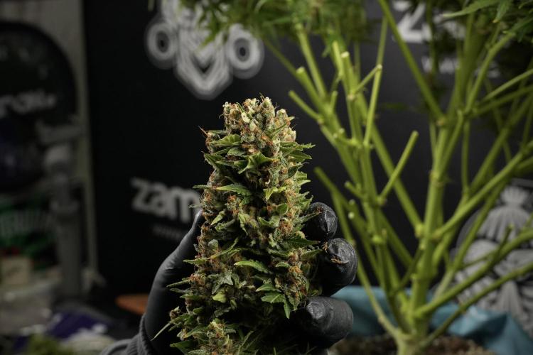 GMO Cookies Served with extra curiosity. Week 14 - Harvesting 