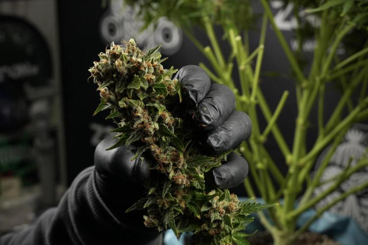 GMO Cookies Served with extra curiosity. Week 14 - Harvesting 