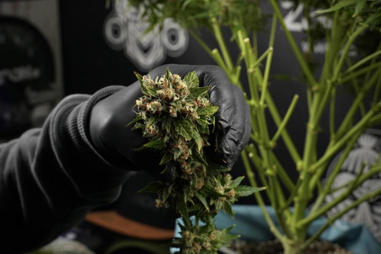 GMO Cookies Served with extra curiosity. Week 14 - Harvesting 