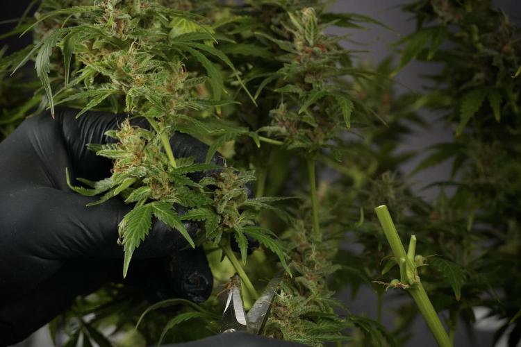 GMO Cookies Served with extra curiosity. Week 14 - Harvesting 