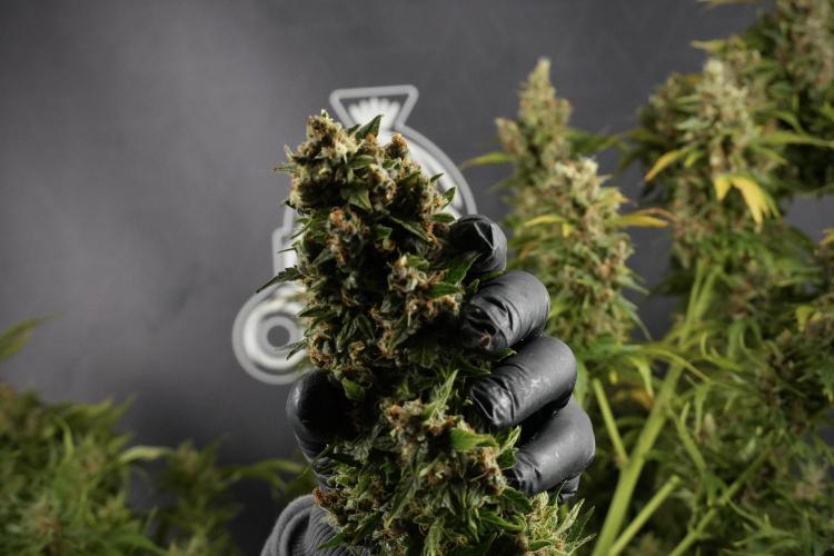 GMO Cookies Served with extra curiosity. Week 14 - Harvesting 
