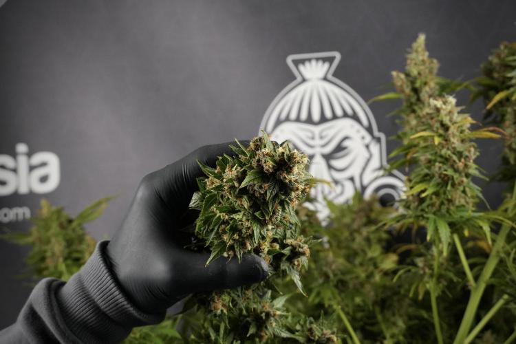 GMO Cookies Served with extra curiosity. Week 14 - Harvesting 