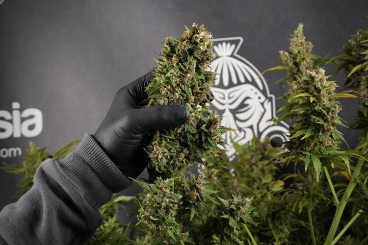 GMO Cookies Served with extra curiosity. Week 14 - Harvesting 