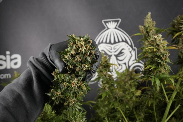 GMO Cookies Served with extra curiosity. Week 14 - Harvesting 