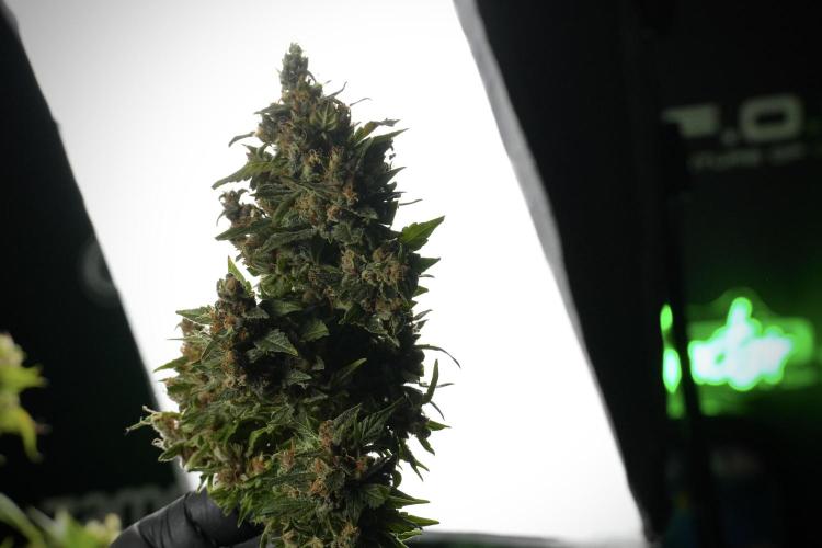 GMO Cookies Served with extra curiosity. Week 14 - Harvesting 
