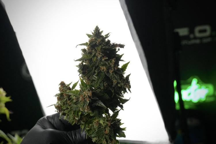 GMO Cookies Served with extra curiosity. Week 14 - Harvesting 