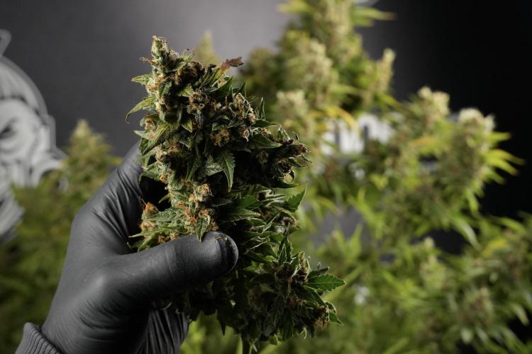 GMO Cookies Served with extra curiosity. Week 14 - Harvesting 
