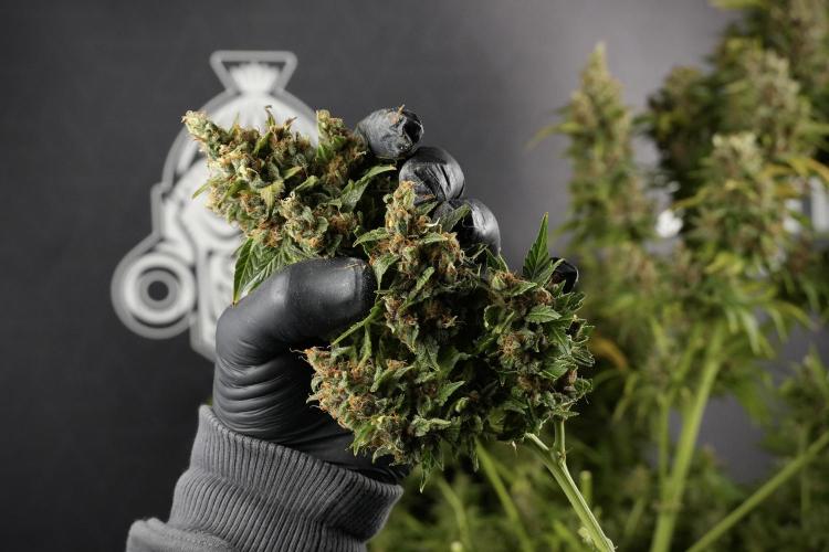 GMO Cookies Served with extra curiosity. Week 14 - Harvesting 