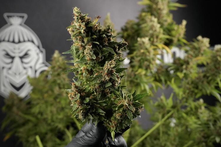 GMO Cookies Served with extra curiosity. Week 14 - Harvesting 