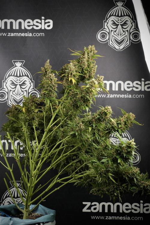 GMO Cookies Served with extra curiosity. Week 14 - Harvesting 