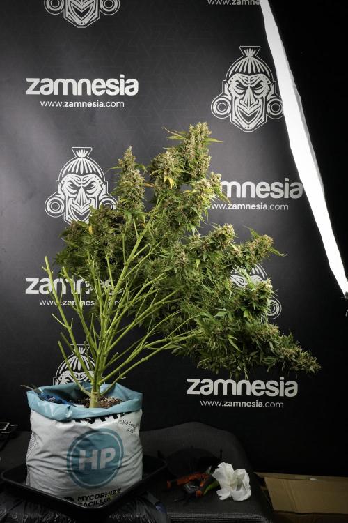 GMO Cookies Served with extra curiosity. Week 14 - Harvesting 