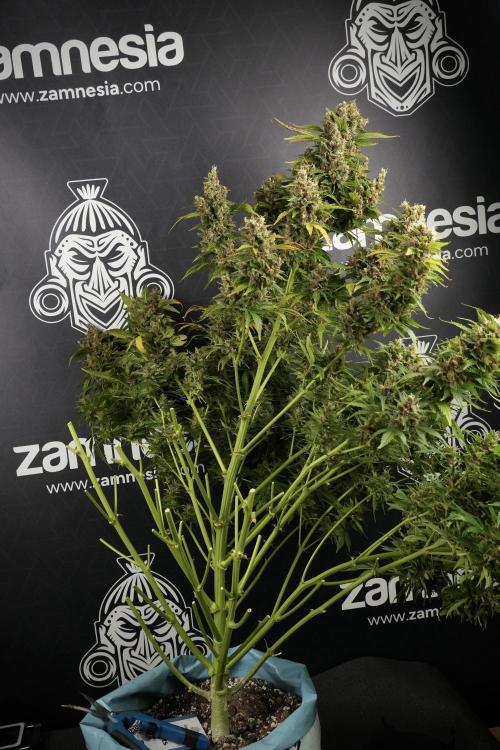 GMO Cookies Served with extra curiosity. Week 14 - Harvesting 