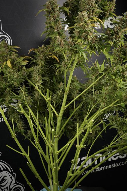 GMO Cookies Served with extra curiosity. Week 14 - Harvesting 
