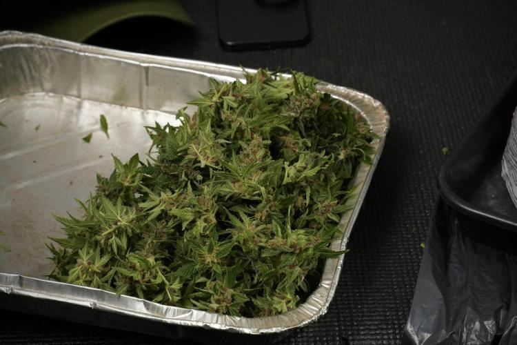 GMO Cookies Served with extra curiosity. Week 14 - Harvesting 