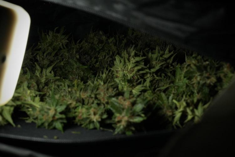 GMO Cookies Served with extra curiosity. Week 14 - drying 