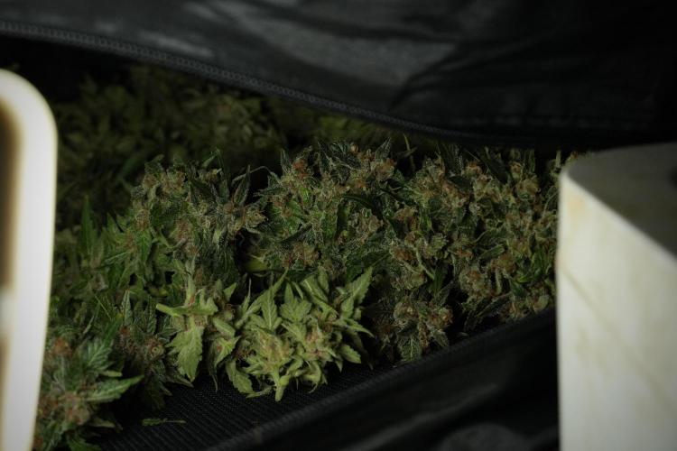 GMO Cookies Served with extra curiosity. Week 14 - drying 