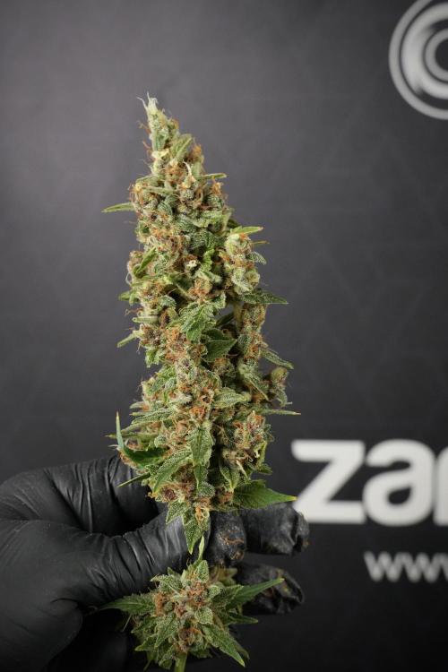 GMO Cookies Served with extra curiosity. Week 14 - Big Colas 