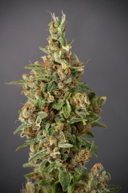 GMO Cookies Served with extra curiosity. Week 14 - Big Colas 