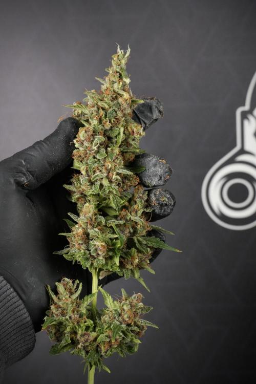 GMO Cookies Served with extra curiosity. Week 14 - Big Colas 